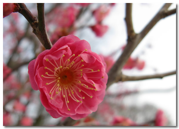 红梅花图片