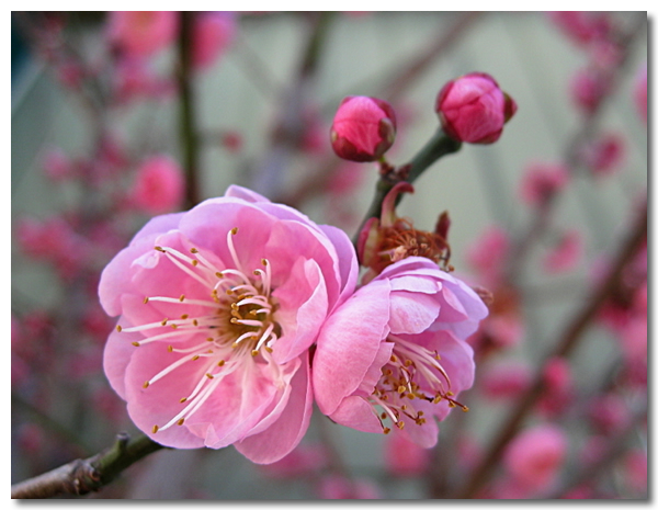 粉色梅花图片