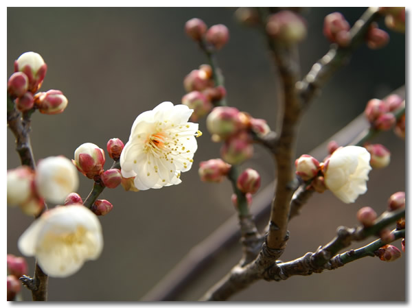 白色梅花图片