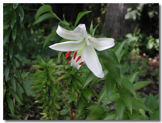 百合花图片