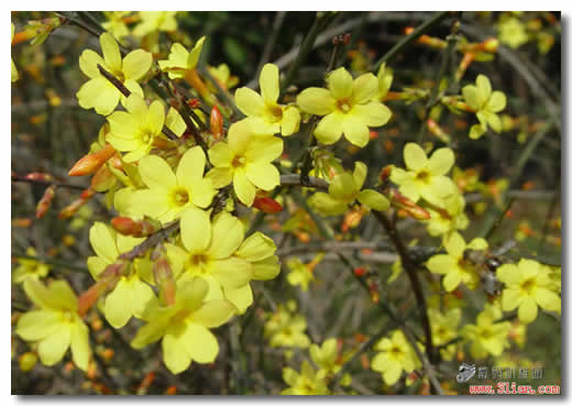 迎春花图片