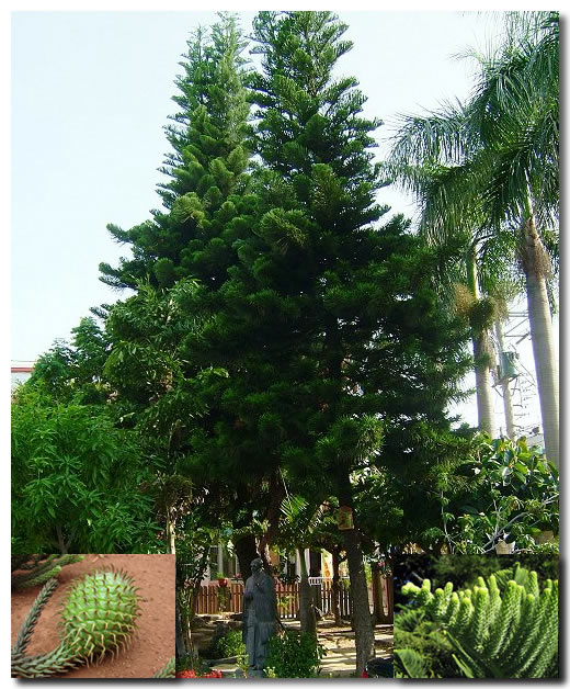 Araucaria_cunninghamii_plant_4 南洋杉图片