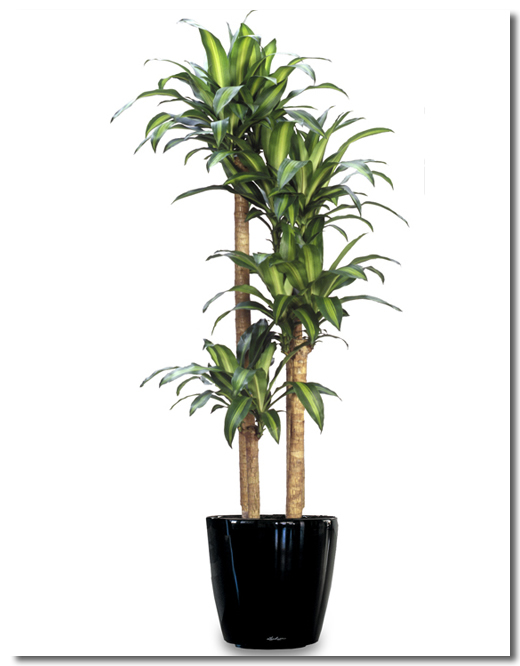Dracaena_fragrans_Massangeana_plant_6 巴西铁树图片