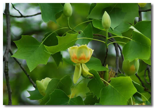 北美鹅掌楸（马褂木）的图片