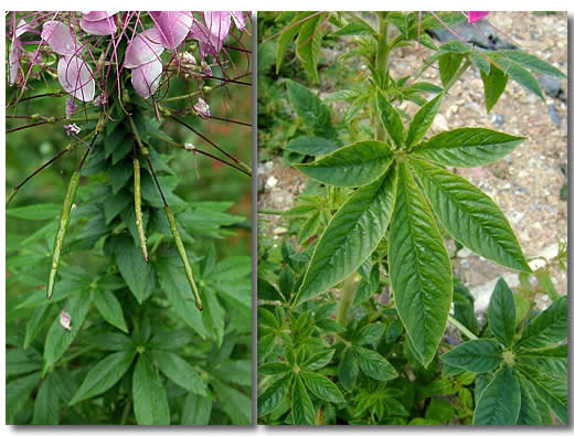 醉蝶花茎叶图片