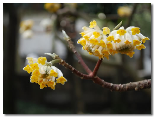 结香花图片