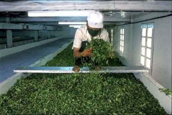 茶叶生产过程图片