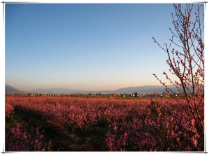 大理古城桃花图片3