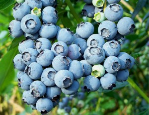 蓝莓抗氧化剂图片