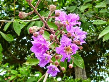印度大花紫薇树图片