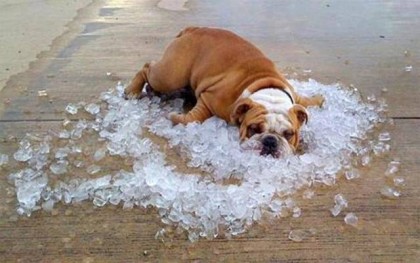 中暑的狗图片